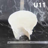 Cup Coral 7-10"