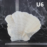 Cup Coral 7-10"