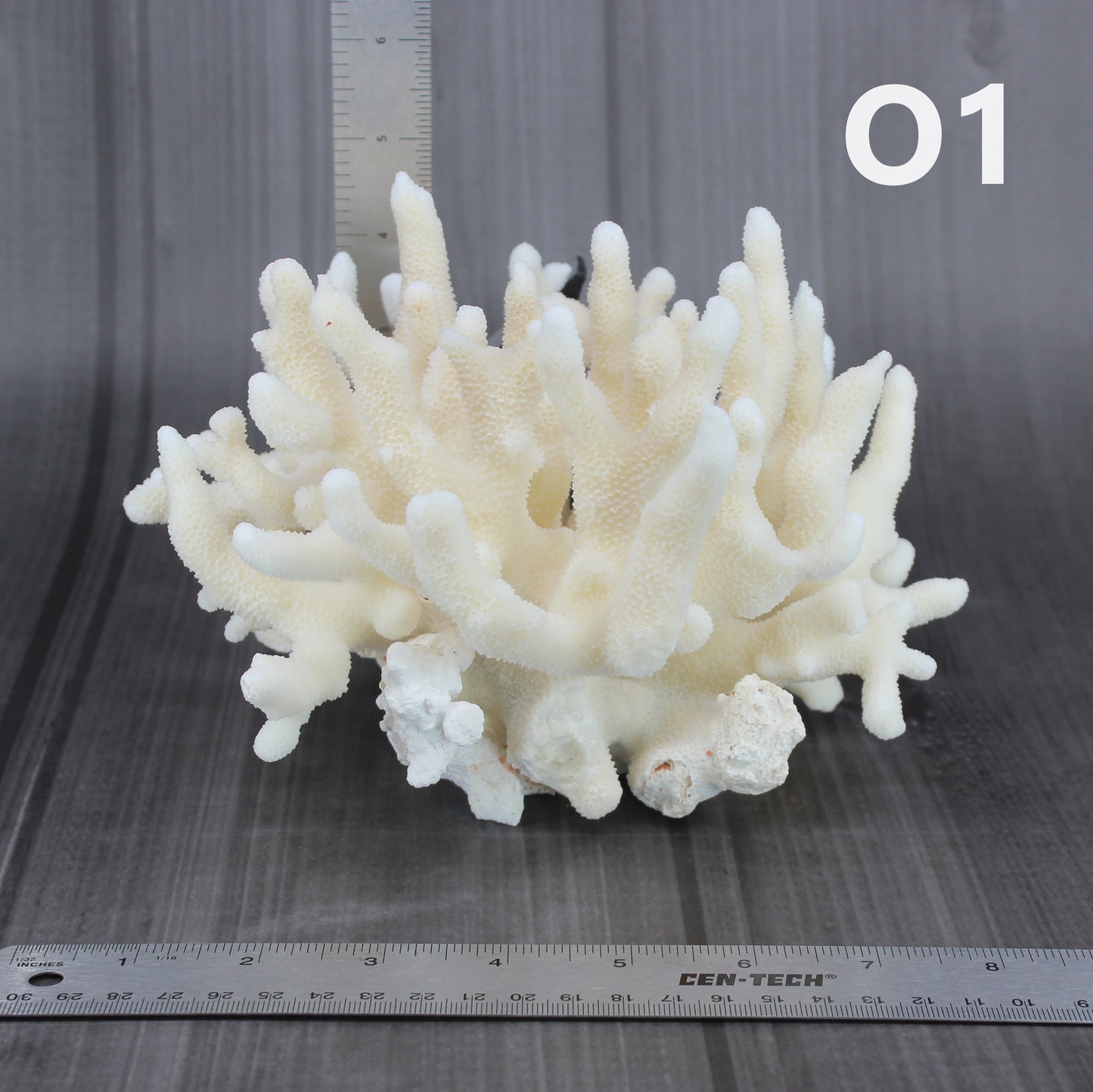 Elkhorn Coral 7-10"