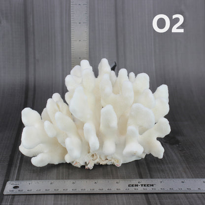 Elkhorn Coral 7-10"