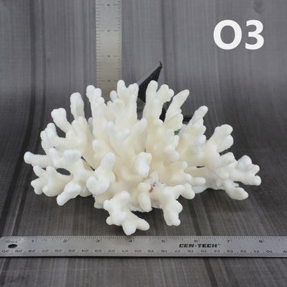 Elkhorn Coral 7-10"