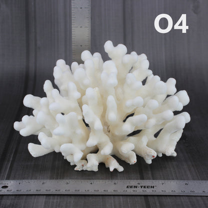 Elkhorn Coral 7-10"