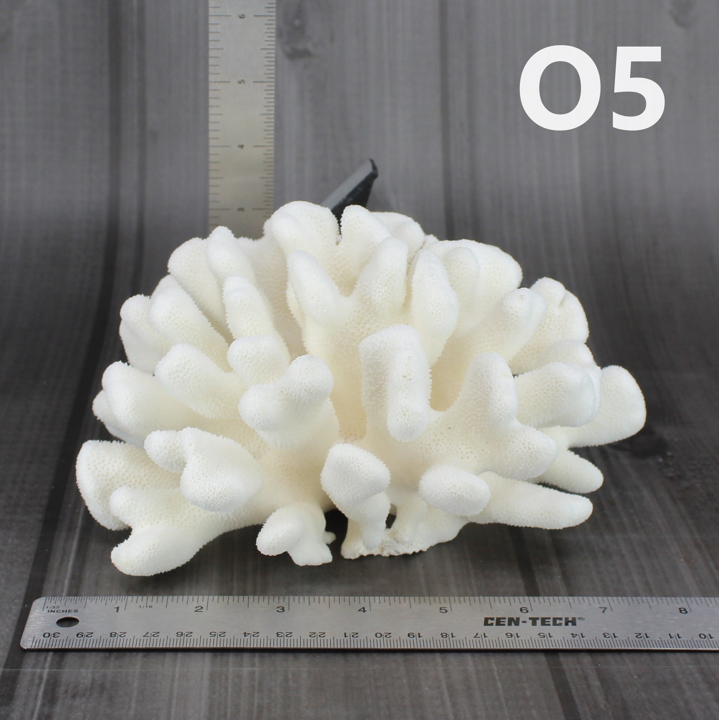 Elkhorn Coral 7-10"