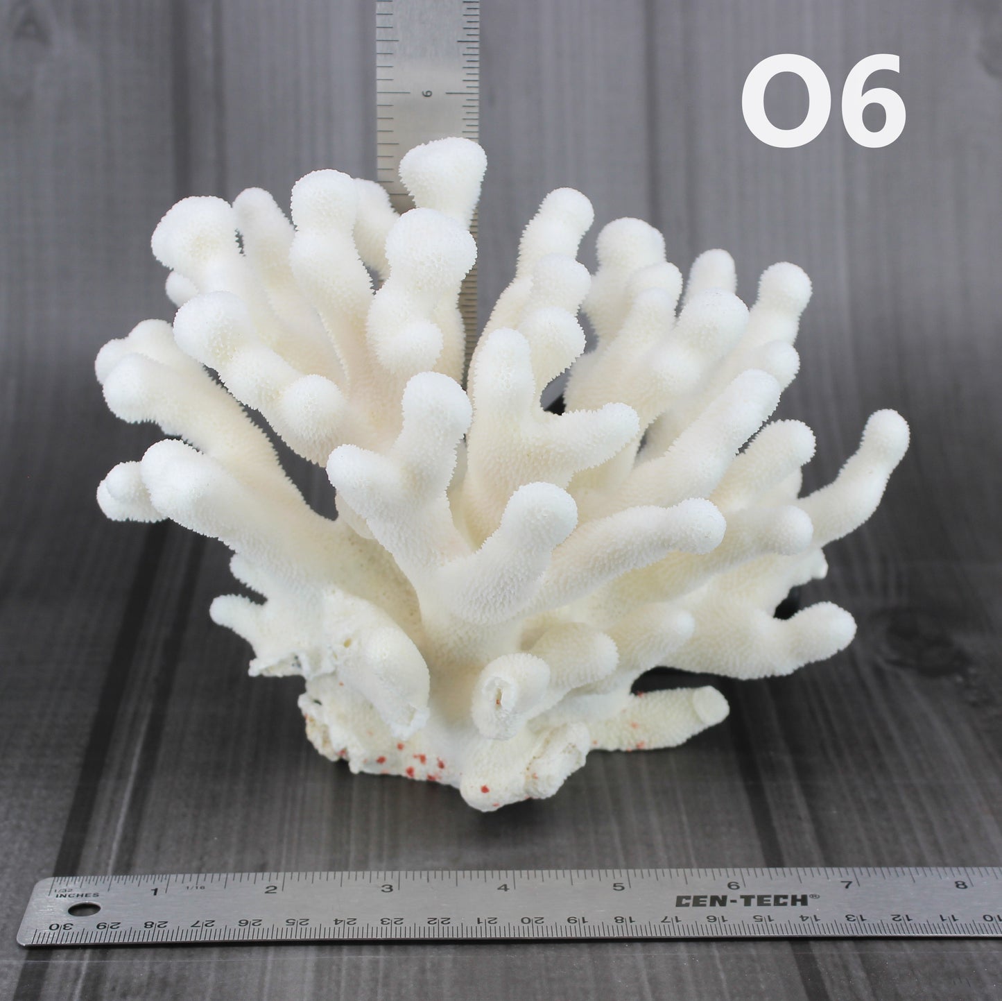 Elkhorn Coral 7-10"