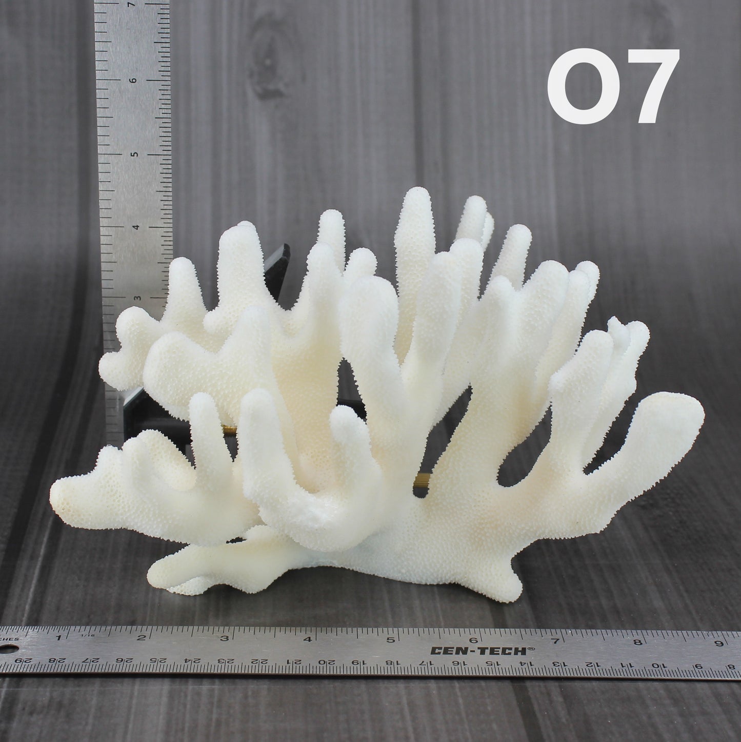 Elkhorn Coral 7-10"