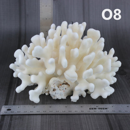 Elkhorn Coral 7-10"