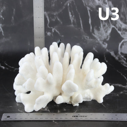 Elkhorn Coral 7-10"