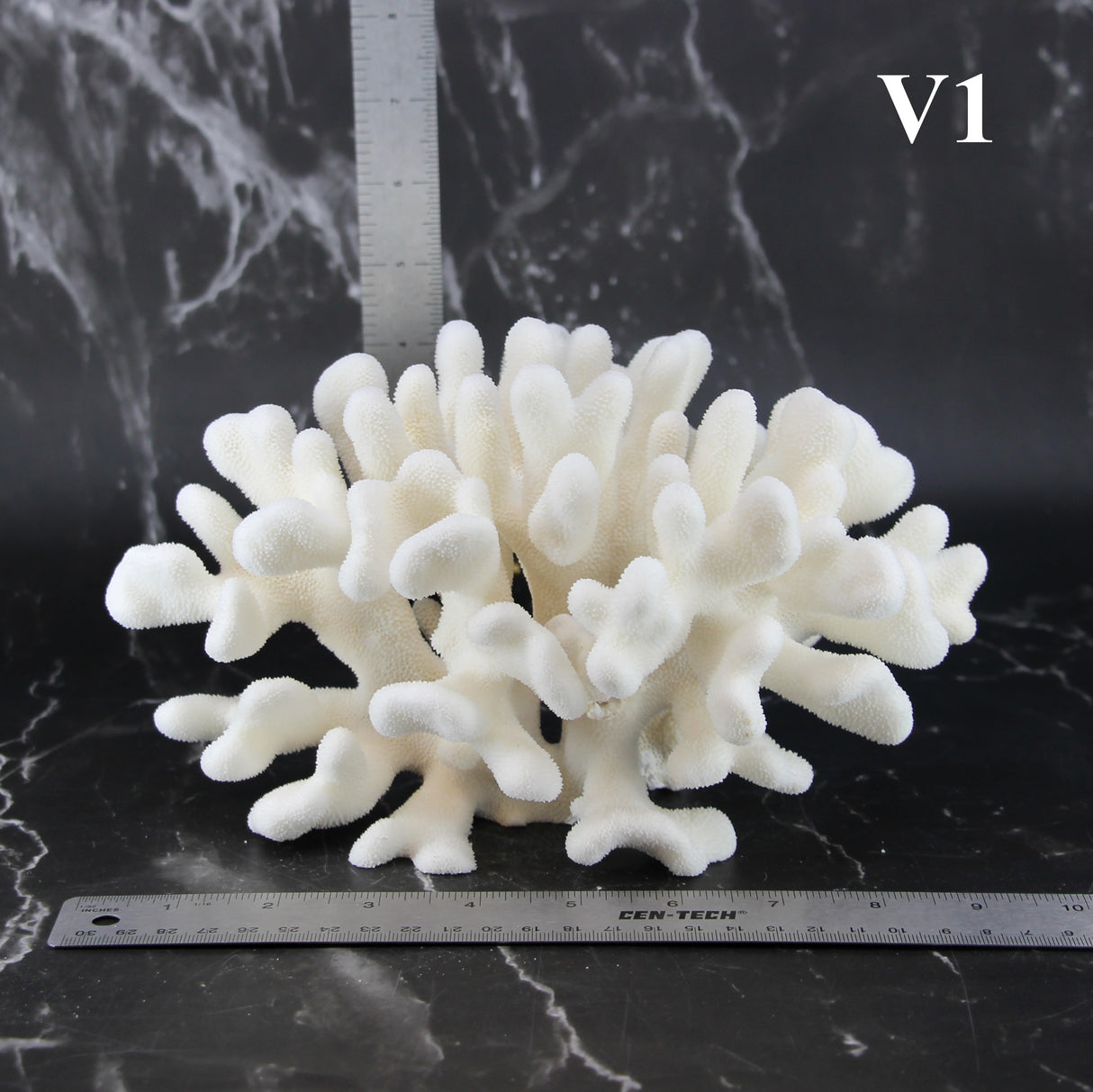 Elkhorn Coral 7-10"