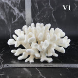 Elkhorn Coral 7-10"