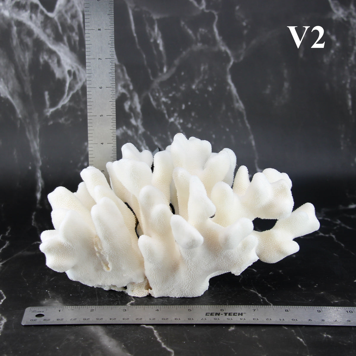 Elkhorn Coral 7-10"