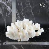Elkhorn Coral 7-10"