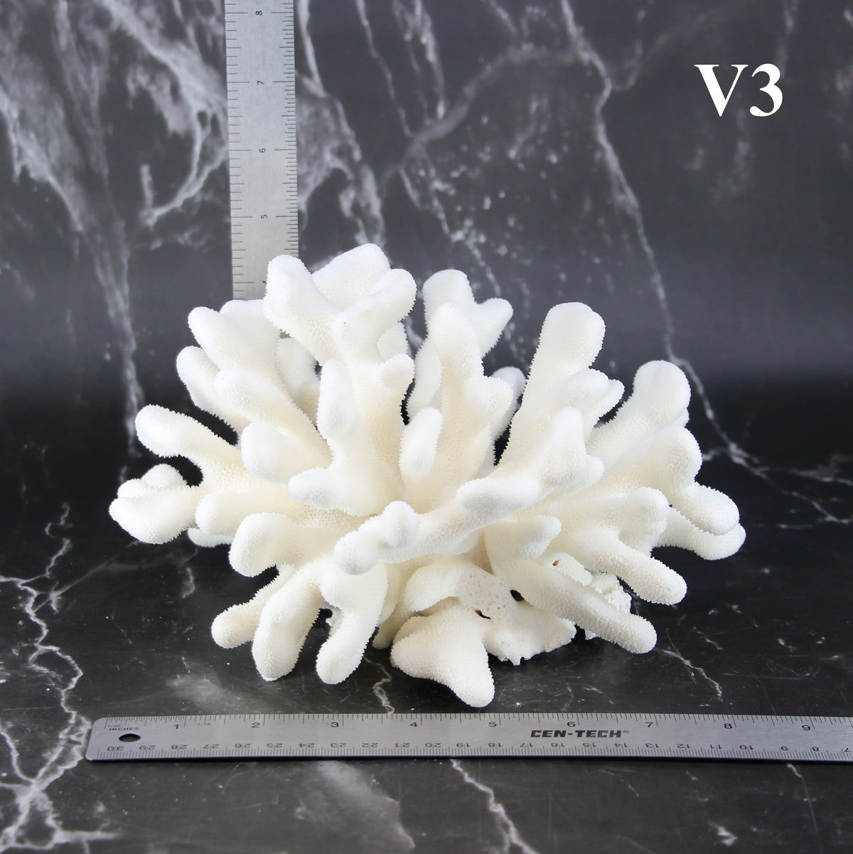 Elkhorn Coral 7-10"