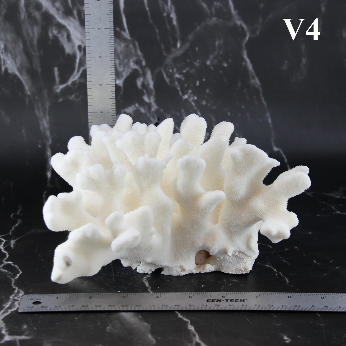 Elkhorn Coral 7-10"