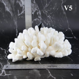 Elkhorn Coral 7-10"