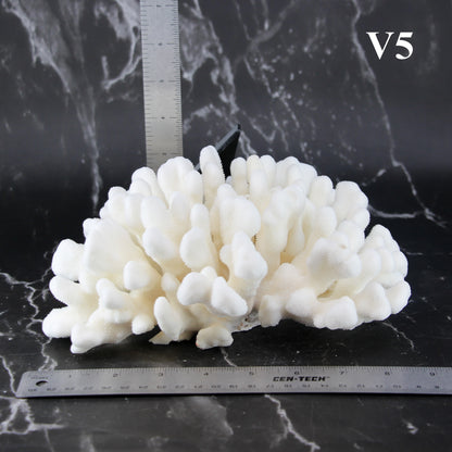 Elkhorn Coral 7-10"