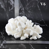 Elkhorn Coral 7-10"
