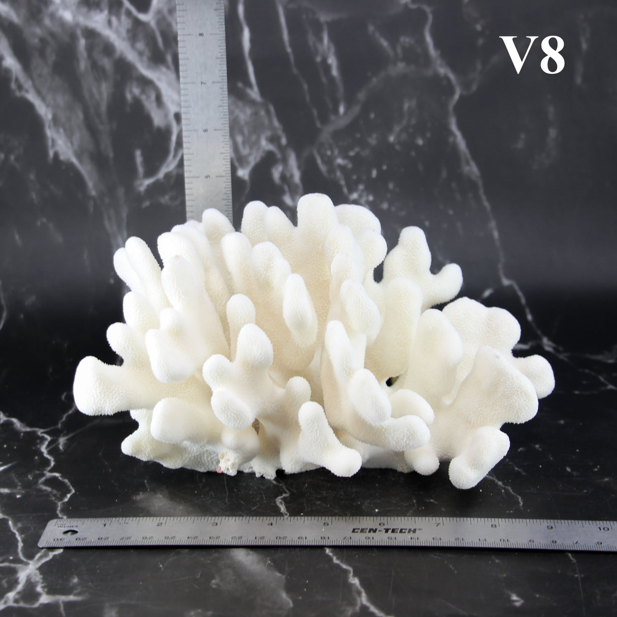 Elkhorn Coral 7-10"