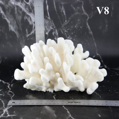Elkhorn Coral 7-10"