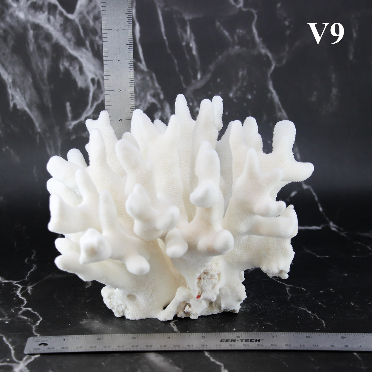 Elkhorn Coral 7-10"