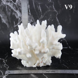Elkhorn Coral 7-10"