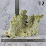Fire Slab Coral 7-10"