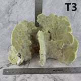 Fire Slab Coral 7-10"