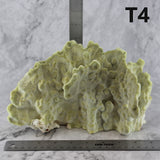 Fire Slab Coral 7-10"