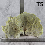Fire Slab Coral 7-10"