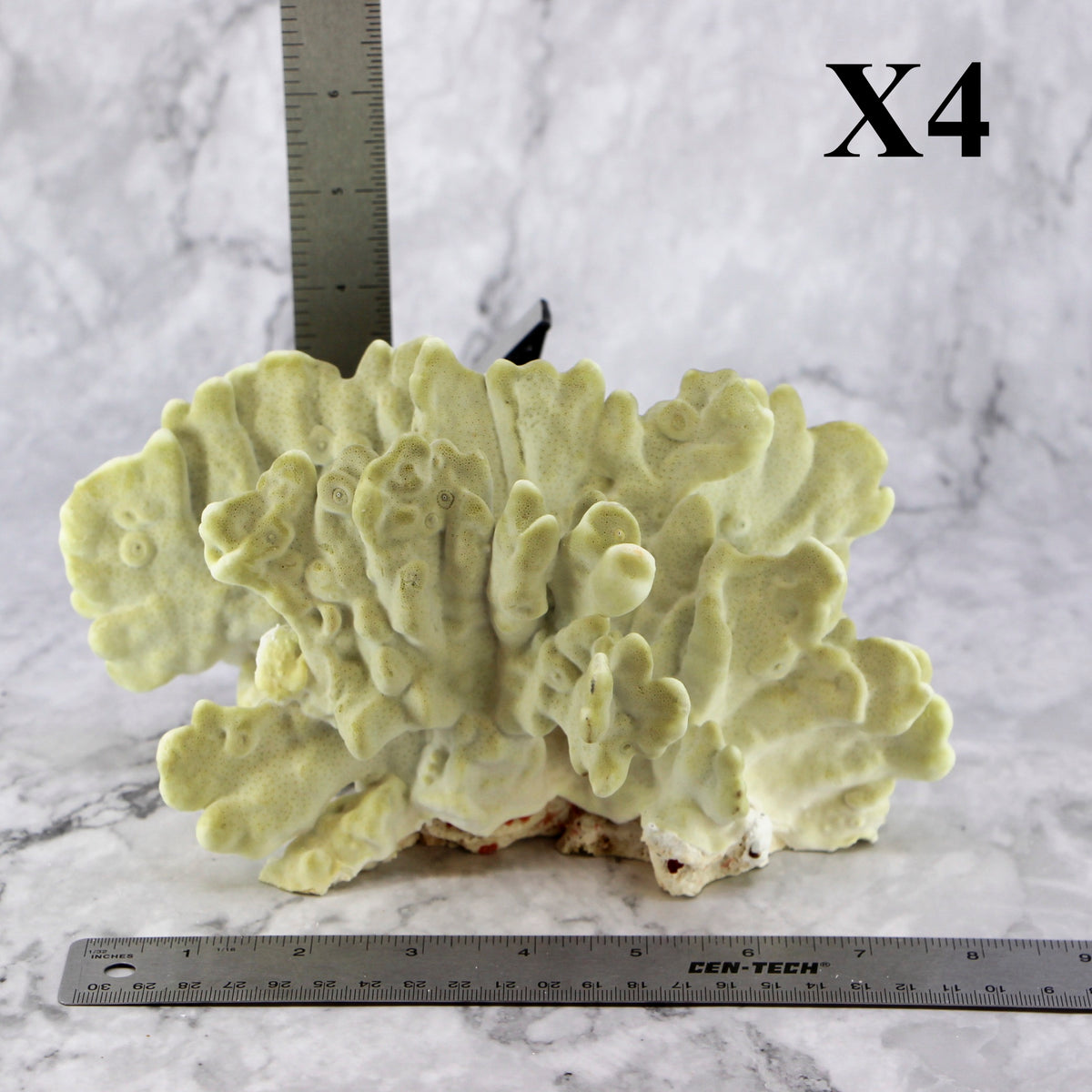 Fire Slab Coral 7-10"