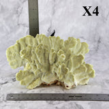 Fire Slab Coral 7-10"