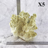 Fire Slab Coral 7-10"