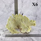 Fire Slab Coral 7-10"