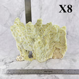 Fire Slab Coral 7-10"