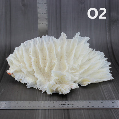 Lettuce Coral 7-10"