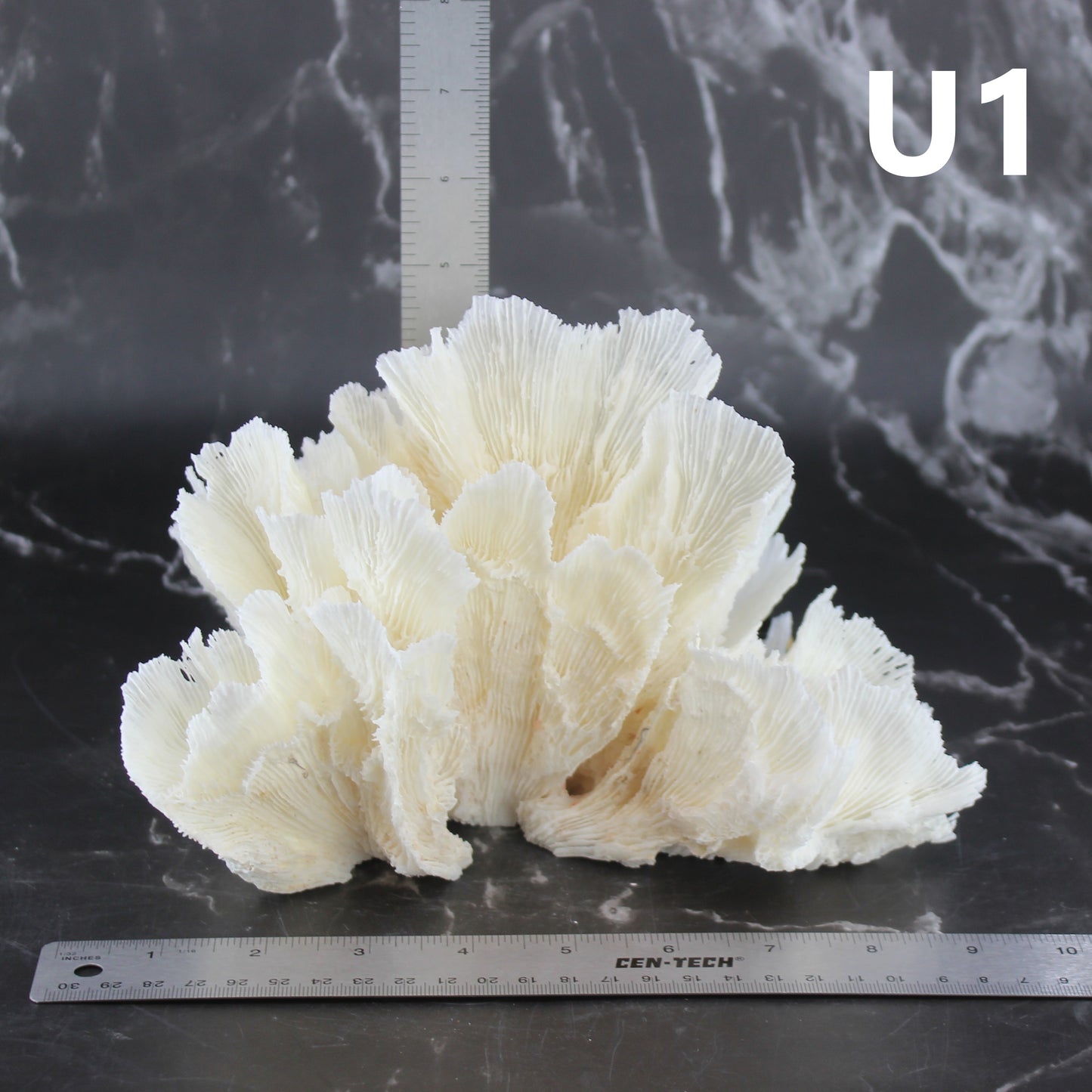 Lettuce Coral 7-10"