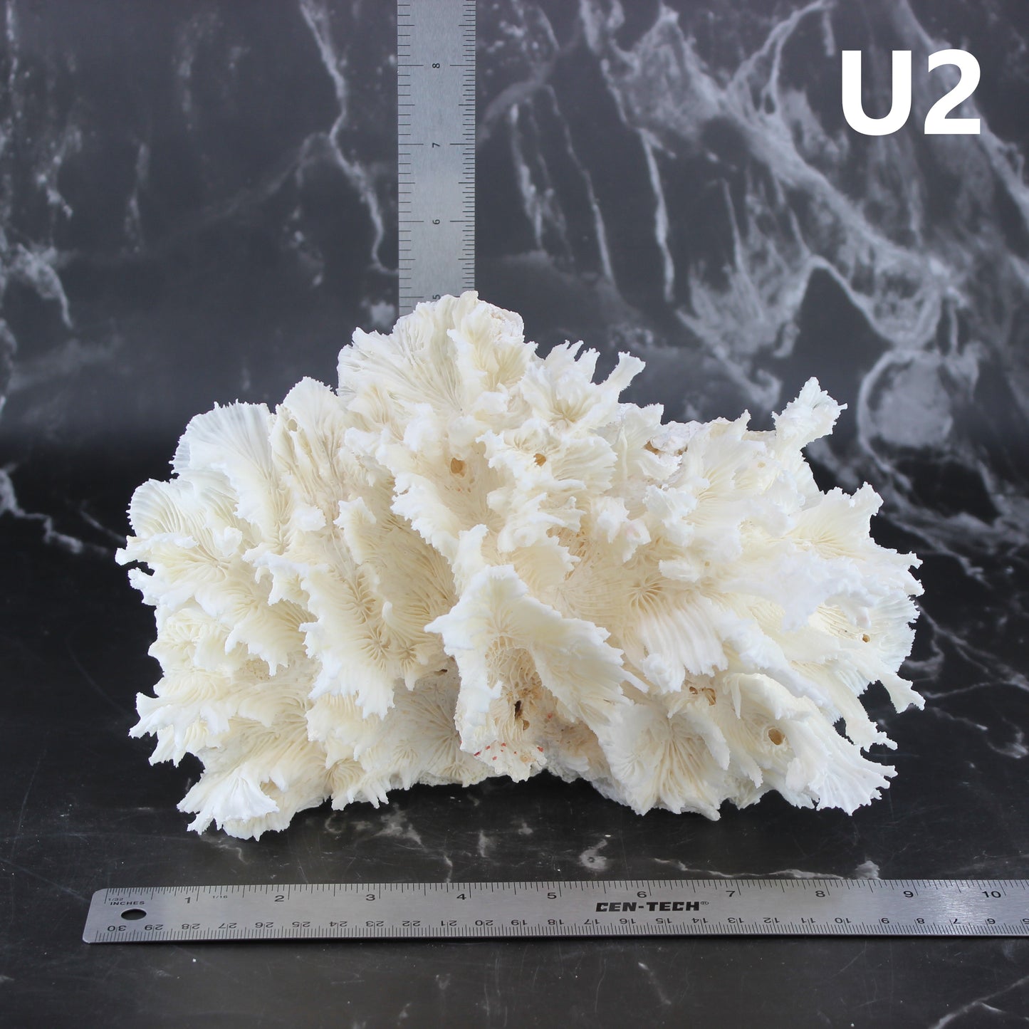 Lettuce Coral 7-10"