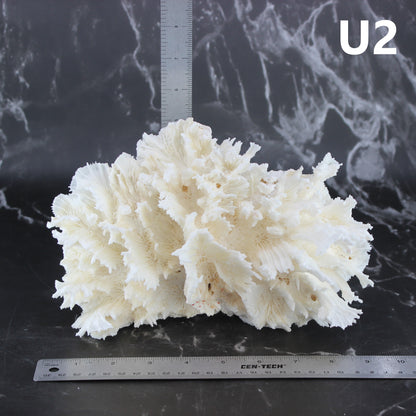 Lettuce Coral 7-10"