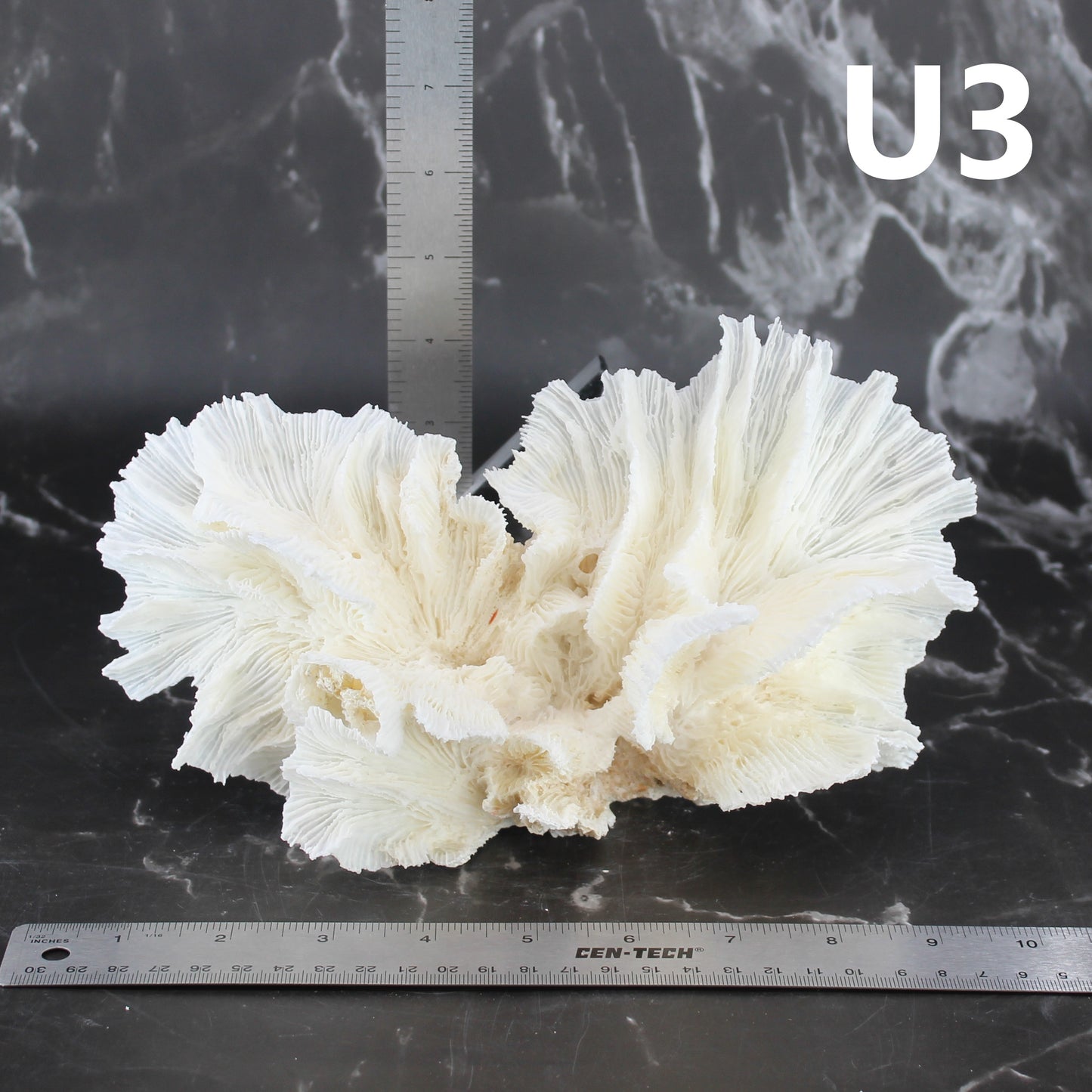 Lettuce Coral 7-10"