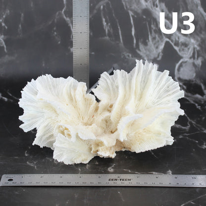 Lettuce Coral 7-10"