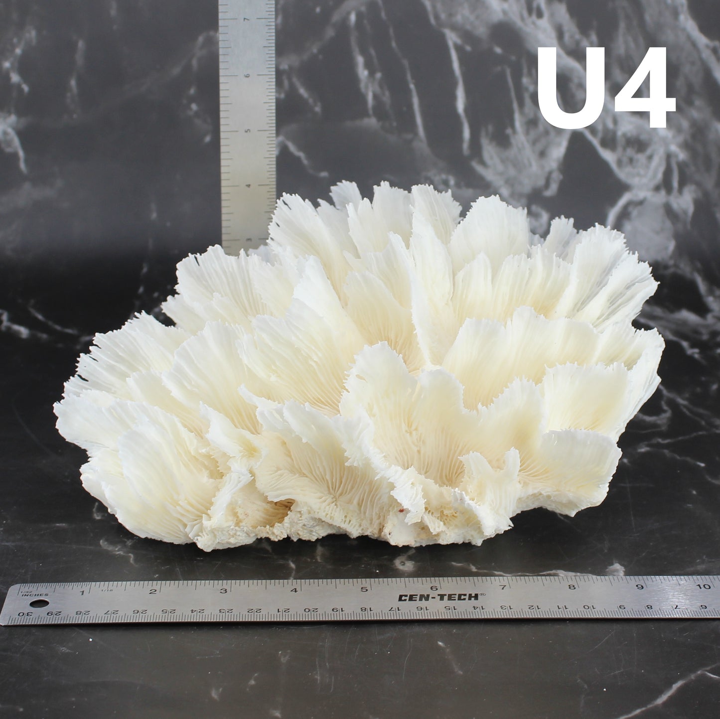Lettuce Coral 7-10"