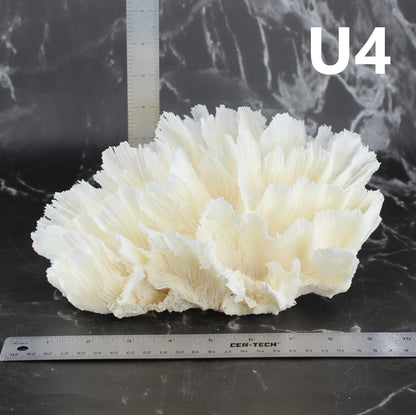 Lettuce Coral 7-10"