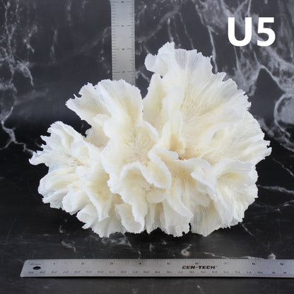 Lettuce Coral 7-10"
