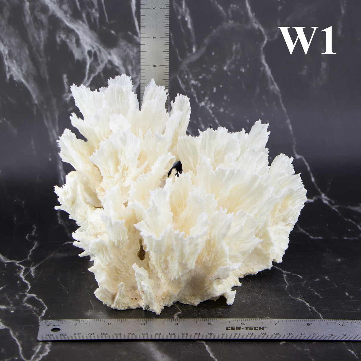Lettuce Coral 7-10"