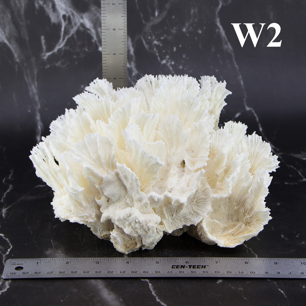 Lettuce Coral 7-10"