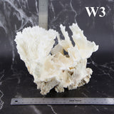 Lettuce Coral 7-10"