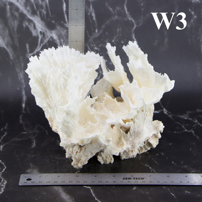 Lettuce Coral 7-10"