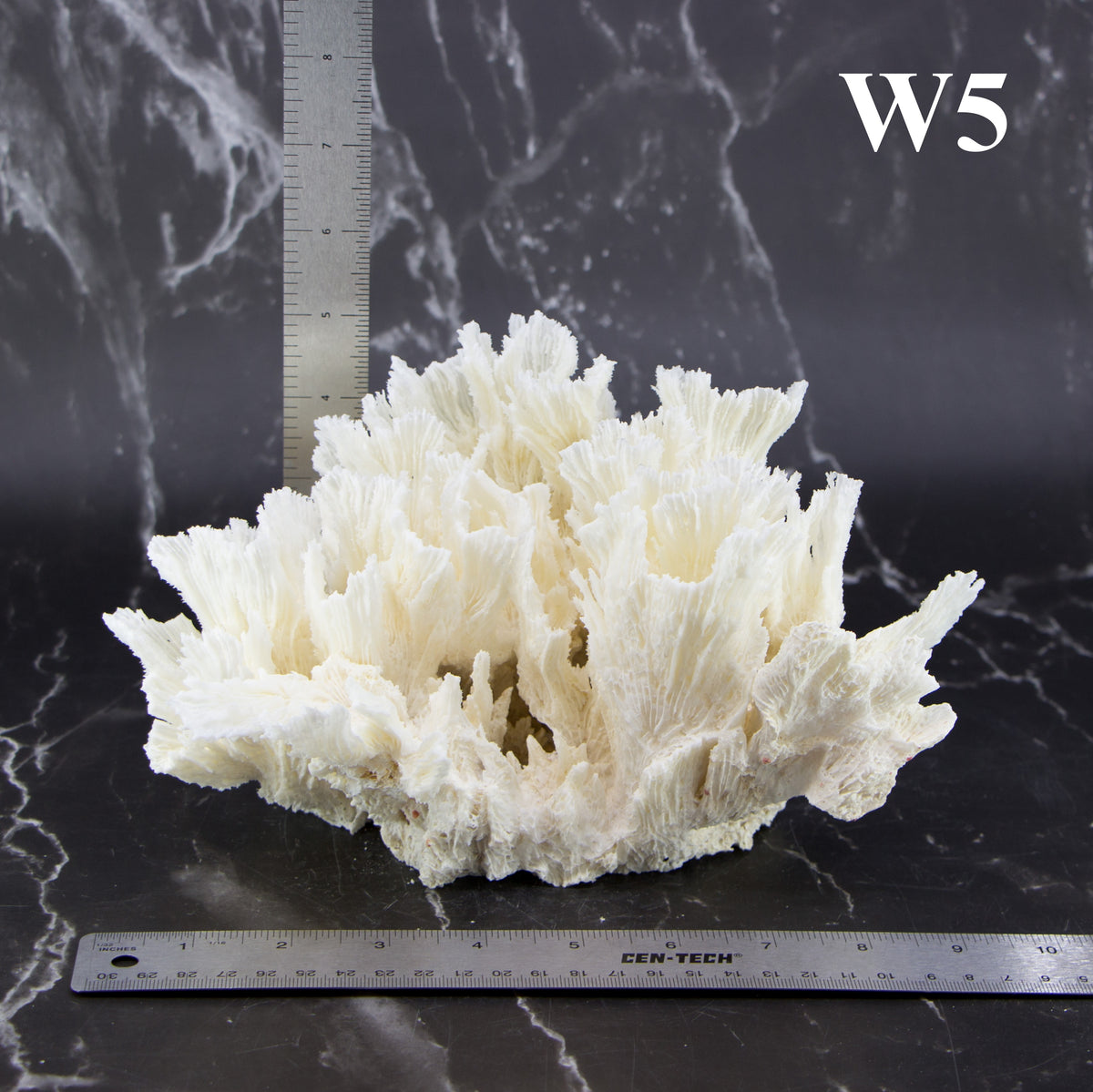 Lettuce Coral 7-10"