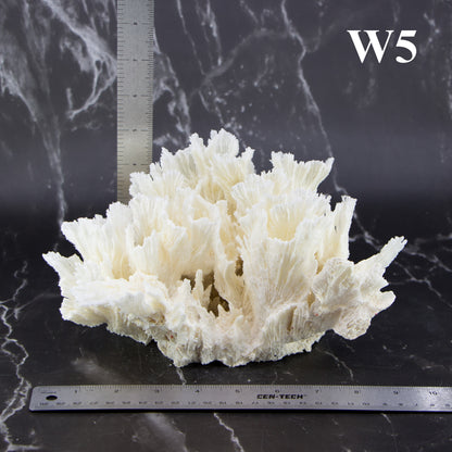 Lettuce Coral 7-10"