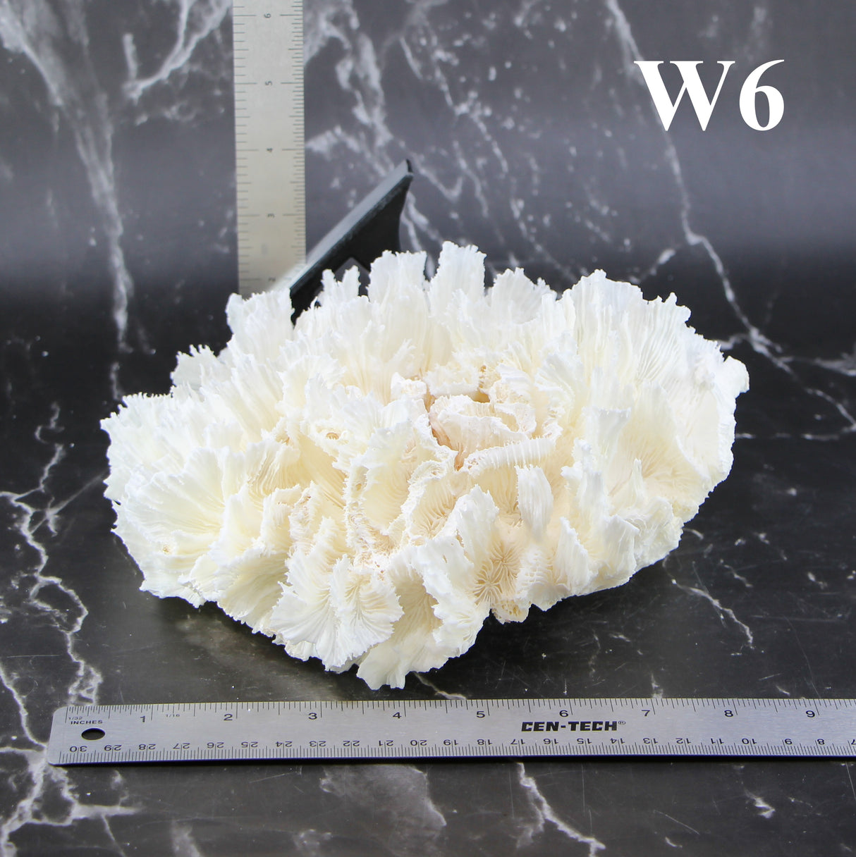 Lettuce Coral 7-10"