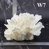 Lettuce Coral 7-10"